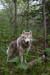 Naklejka na ściany i meble Portrait of prideful dog breed siberian husky standing the green forest and looks like a wolf