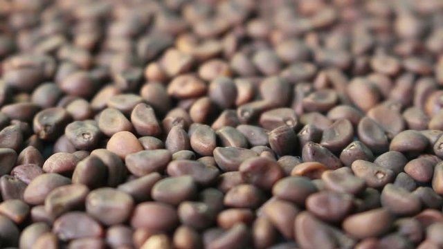 morning glory seeds rotating