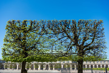 Fototapeta premium urban scene with green trees and architecture in copenhagen, denmark