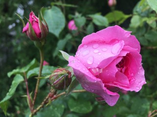 Roses with drops of rain