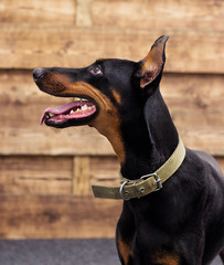 doberman pincher dog looking at a wooden background
