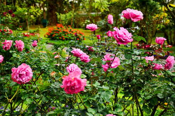 Colorful rose flowers blooming in garden