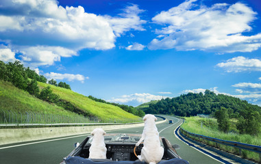 Cute idea of Labrador retriever dog driving on highway of Greece