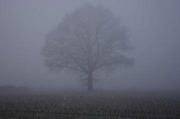 Tree almost hidden in the mist of autumn