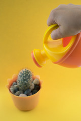 watering potted cactus