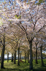 girl in park with beautiful blossoming trees, copenhagen, denmark