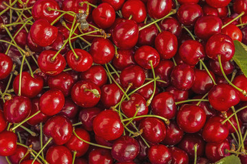Cherry many berries background