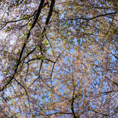 beautiful blossoming cherry tree branches against blue sky at sunny day