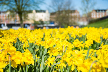 close-up view of beautiful blooming yellow daffodils and blurred architecture of copenhagen on background