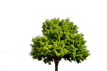 Fototapeta premium Big tree isolated on white background
