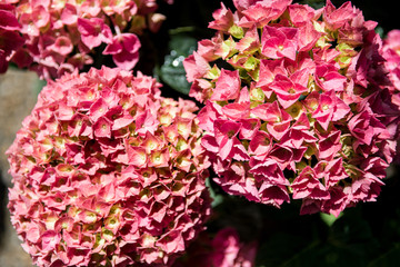 Close-up view of beautiful blooming pink Hydrangea  flowers at sunny day
