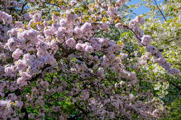 cherry blossom tree with flowers on branches in botanical garden