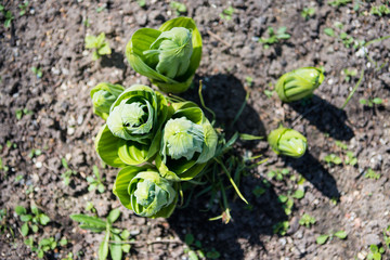 top view of green sprouts of stonecrop family in ground