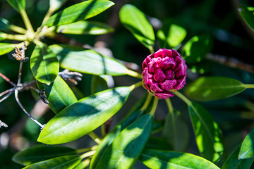 close up view of pink mountain laurel with green leaves and sunlight