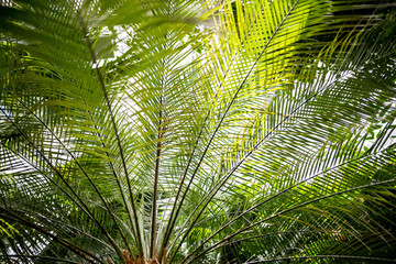 Obraz na płótnie Canvas Palm tree branches with green leaves and sunlight