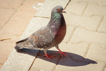 A pigeon is a city bird that walking on the gray ground. Copy space text