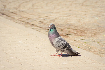 A pigeon is a city bird that walking on the gray ground. Copy space text