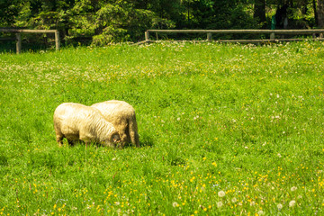 Rams with horns eating grass on a mountain glade