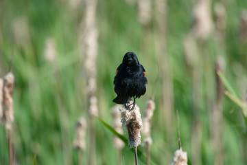 A Red-Winged Blackbird Perches In The Wetland