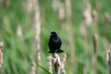 A Red-Winged Blackbird Perches In The Wetland