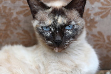 cat