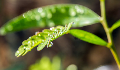 Simple type leaf and Pinnately compound type leaf on the same tree