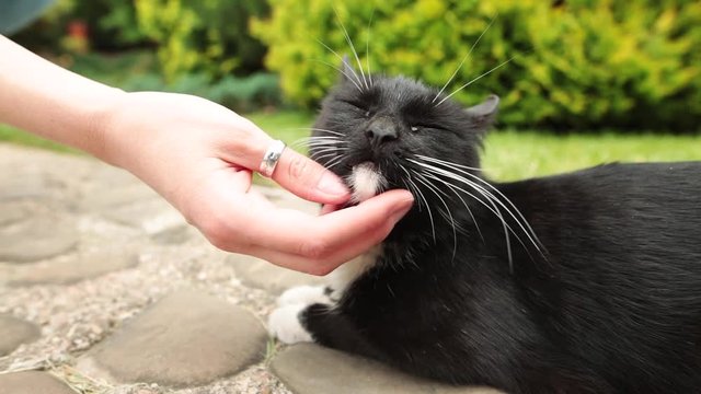 Woman petting black cat that resting in the garden or animal shelter.