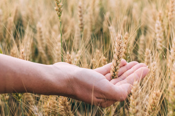 Woman's hand holding wheat in sunset