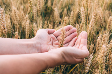 Woman's hand holding wheat in sunset