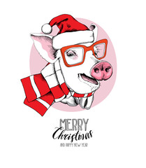Christmas card. Portrait of the Pig in a red Santa's cap and in a striped scarf on a pink background. Vector illustration.