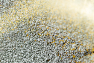 Backgrounds of Penicillium, ascomycetous in petri dish for well as food and drug production.