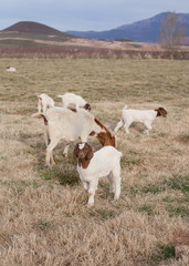 Baby goat with mother behind it and more baby goats in the background