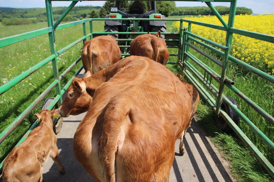 Kühe werden auf die Weide getrieben 