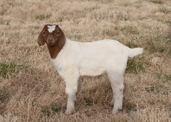 Baby goat standing in pasture facing left with head turned towards camera