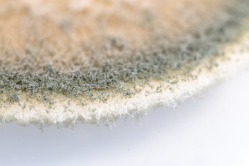 Backgrounds of Penicillium, ascomycetous in petri dish for well as food and drug production.