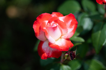 赤と白のばら「丹頂」の花のアップ