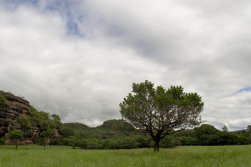 Fototapeta na wymiar Tree in the middle of the meadow