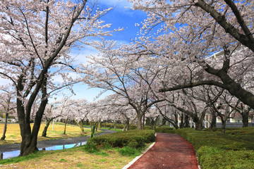 開成山公園の桜（郡山市）