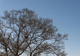 Fototapeta na wymiar Tree branch silhouette over sky.