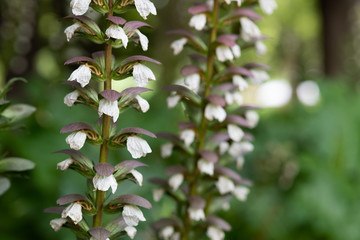 白いアカンサスの花
