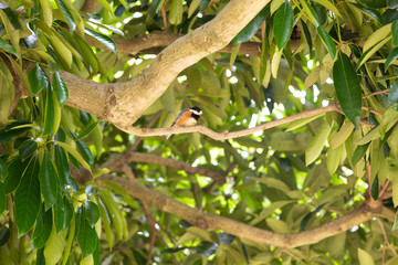 木の上のヤマガラ