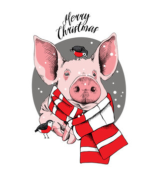 Christmas card. Portrait of the pink Pig in a red striped knitted scarf and with a birds on a gray background. Vector illustration.