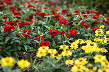 Fototapeta na wymiar 赤と黄色のジニアの花 