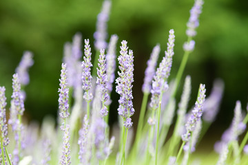 紫色のラベンダーの花のアップ