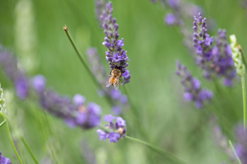 紫色のラベンダーの花とミツバチ