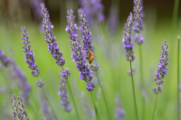 Obraz premium 紫色のラベンダーの花とミツバチ