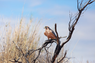 The lanner falcon (Falco biarmicus) sitting on the branch in the desert. Falcon in the desert.