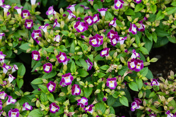 紫色のトレニアの花のアップ