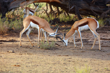 The springbok (Antidorcas marsupialis) an herd of antelope runs in the desert. Male fighting on the desert.