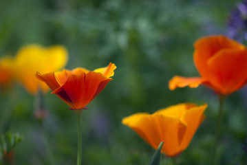 Red and orange California poppies bloom against a lush, green background.